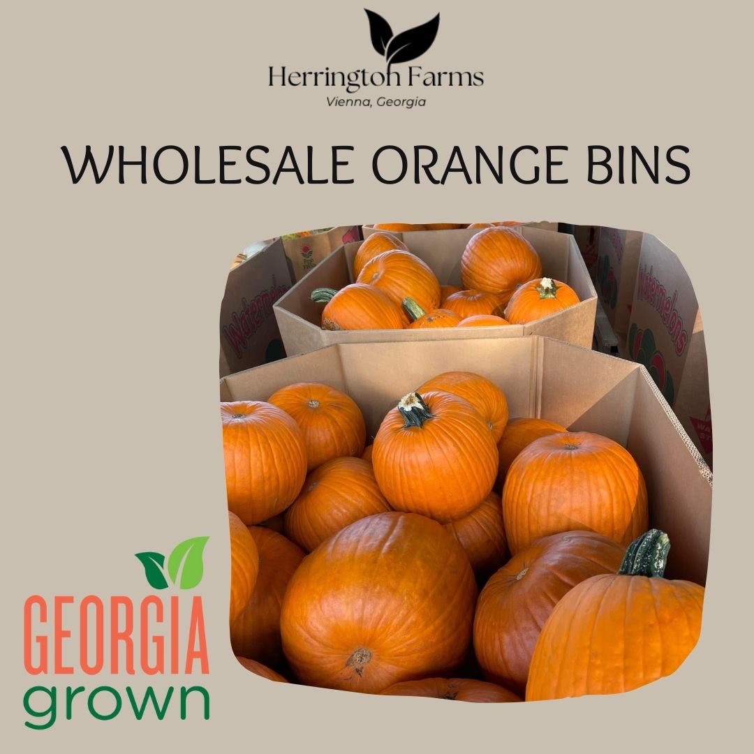 Wholesale: Orange Carving Bin