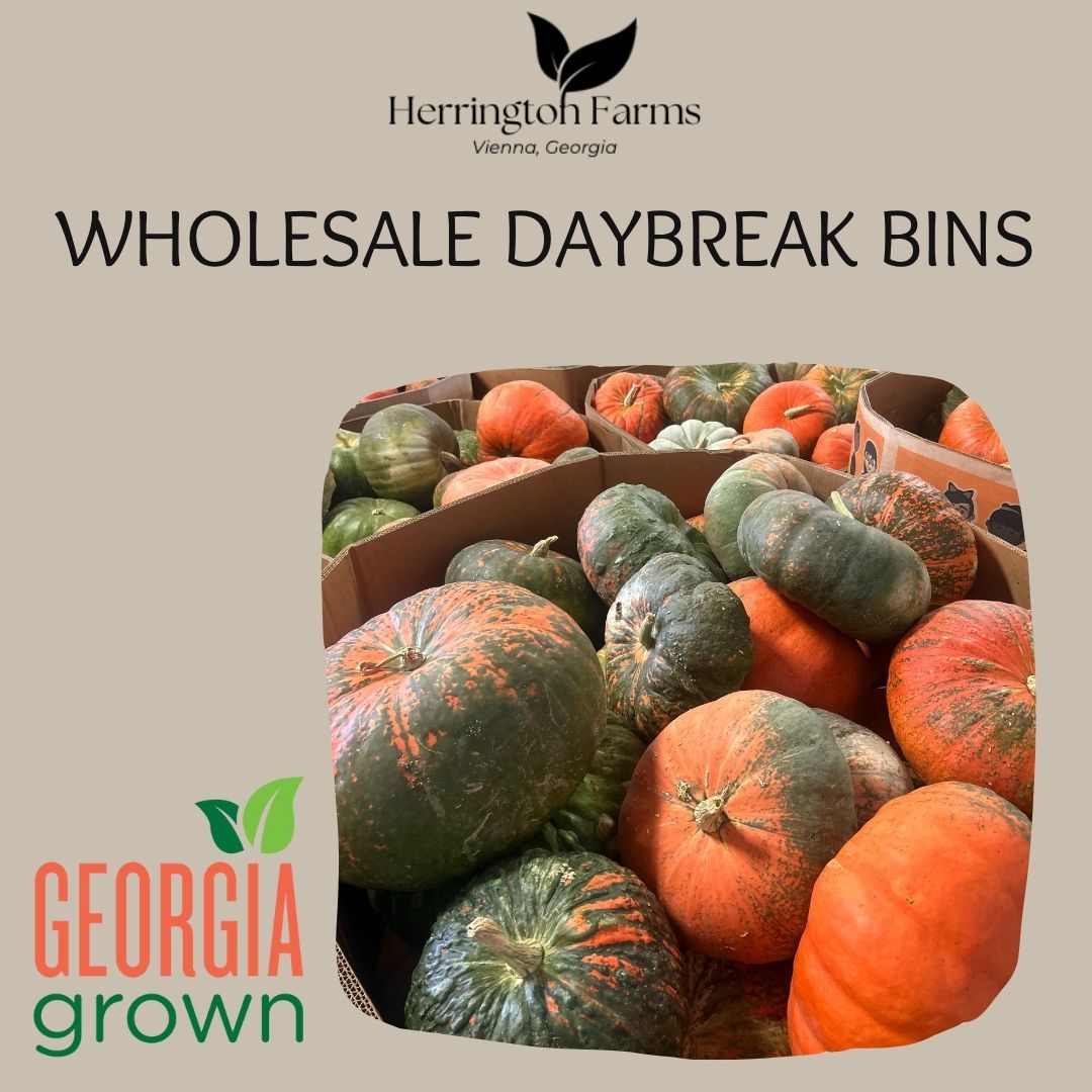 Wholesale: Daybreak Bins
