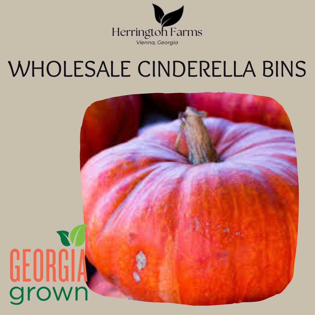 Wholesale: Cinderella Bins