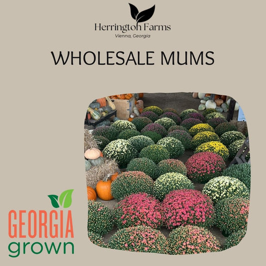 Wholesale: Mums