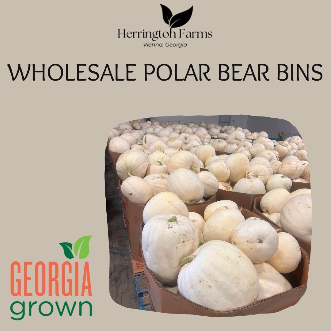 Wholesale: Polar Bear Bins