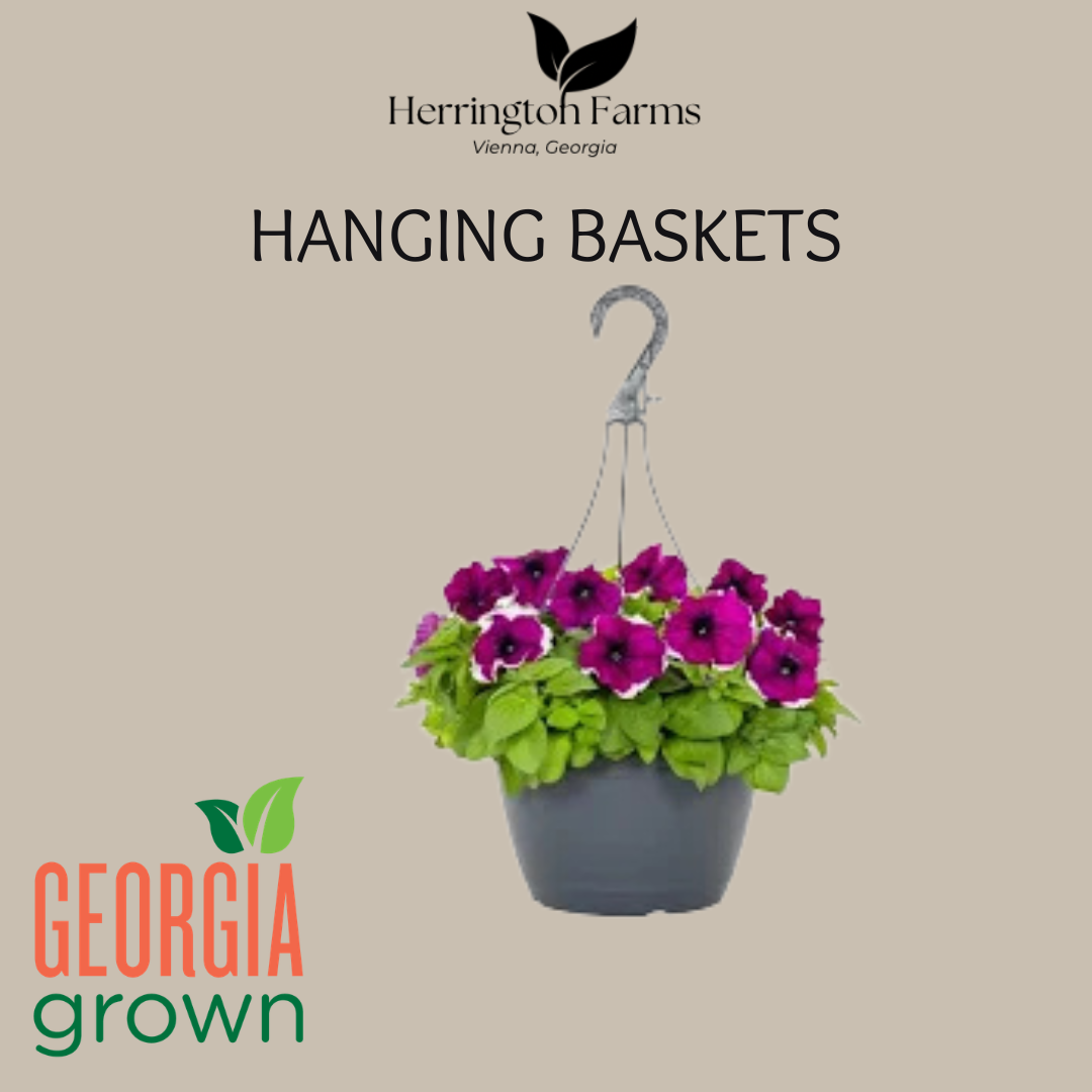 Hanging Baskets