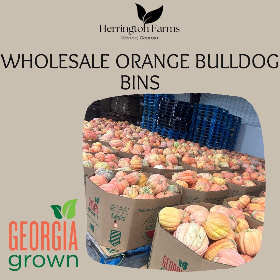 Wholesale: Orange Bulldog Bins