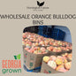 Wholesale: Orange Bulldog Bins