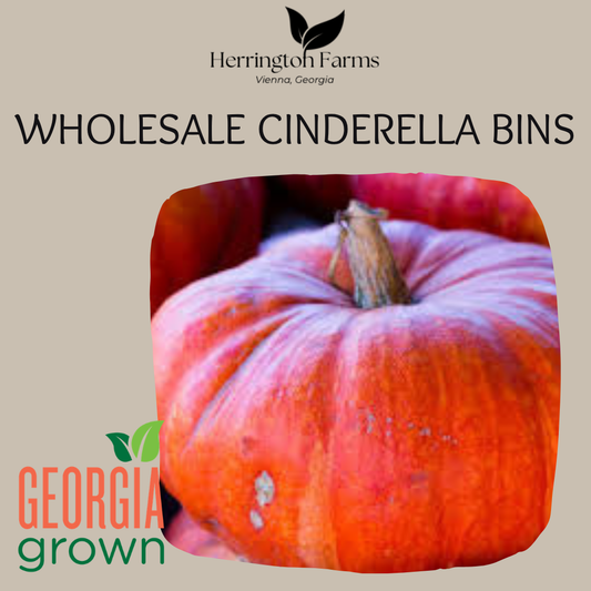 Wholesale: Cinderella Bins