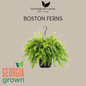 Boston Ferns