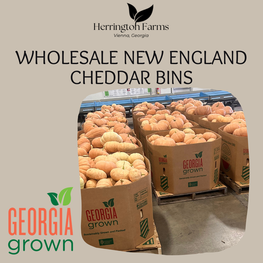 Wholesale: New England Cheddar