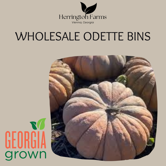 Wholesale: Odette Bins