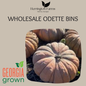Wholesale: Odette Bins